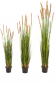 Preview: Foxtail Gras ca. 90 cm mit braunem oder cremefarbenen Schweif