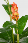 Mobile Preview: Heliconia orange3 fach; ca.120 cm.