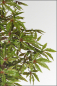 Preview: Japanischer Aralienbaum mit Naturstamm 210 cm