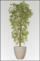 Mobile Preview: Japanischer Aralienbaum mit Naturstamm 180 cm