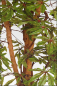 Mobile Preview: Japanischer Aralienbaum mit Naturstamm 180 cm
