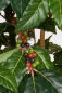 Preview: Kaffee Baum mit Blueten 210 cm