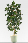 Mobile Preview: Kaffee Baum mit Blueten 210 cm 