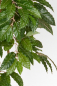 Preview: Kaffee Baum Naturstamm; ca.180 cm.