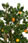 Preview: Mandarinen Baeumchen ca. 150 cm mit Naturstamm und Fruechten.