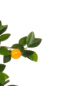 Preview: Mandarinen Baeumchen ca. 150 cm mit Naturstamm und Fruechten.