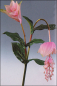 Mobile Preview: Medinillazweig ca. 93 cm rosa