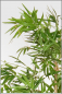 Mobile Preview: Bambus ca.170 cm mit Naturstamm