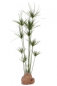 Preview: Papyrus Pflanze ca. 140 cm