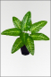 Mobile Preview: Philodendron, kuenstliche Zimmerpflanze ca. 50 cm.