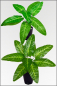 Preview: Philodendron, kuenstliche Zimmerpflanze 25 cm