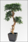 Preview: Podocarpus-Steineibe mit Naturbonsaistamm 110 cm