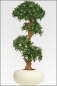 Mobile Preview: Podocarpus-Steineibe mit Naturbonsaistamm 140 cm