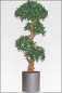 Preview: Podocarpus-Steineibe mit Naturbonsaistamm 120 cm