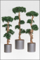 Mobile Preview: Podocarpus-Steineibe mit Naturbonsaistamm 140 cm