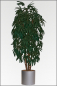 Preview: Rhapis Palme, kuenstliche Palme mit Naturstamm ca. 210 cm