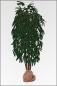 Preview: Rhapis Palme, kuenstliche Palme mit Naturstamm ca.120 cm