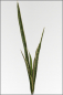 Preview: Sansevieria ca. 80 cm gruen/gelb