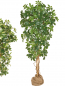 Preview: Schefflera künstlich ca. 180 cm