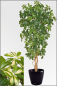 Preview: Schefflera kuenstlich mit Naturstamm ca. 180 cm, gruen