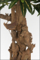 Preview: Schmalblatt Croton mit Naturbonsaistamm