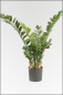 Preview: Smaragd Zamioculcas Pflanze; ca.90 cm.