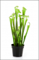 Preview: Sarracenia Trompetenpflanze künstlich ca.60 cm.