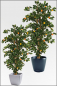 Preview: Mandarinen Baeumchen ca. 180 cm mit Naturstamm und Fruechten.