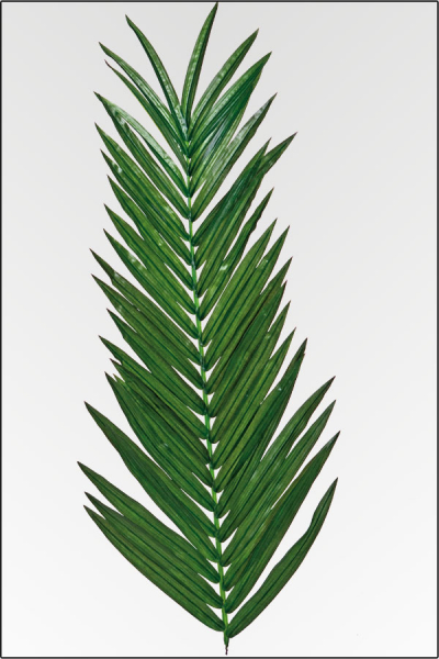 Kuenstliche Arecapalmenwedel Deluxe ca. 150 cm