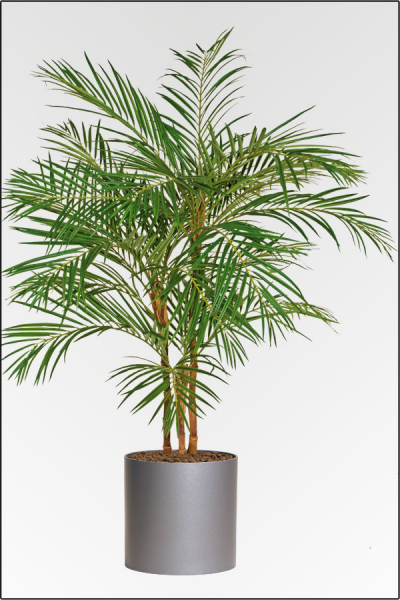 Areca Palme, kuenstliche Palme mit Natur Bambusstamm ca.180 cm