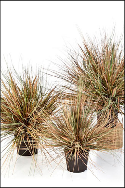 Carex Ziergras ca. 50 cm gruen/braun herbstlich