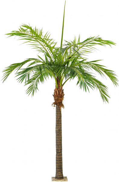Cocosnusspalme mit 12 Wedeln; ca.410 cm