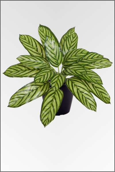 Ctenanthe, künstliche Zimmerpflanze ca. 30 cm