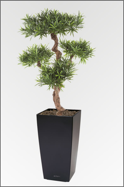 Cubi-Podocarpus Pflanzgesteck ca.140 cm, in verschiedenen Topffarben lieferbar.