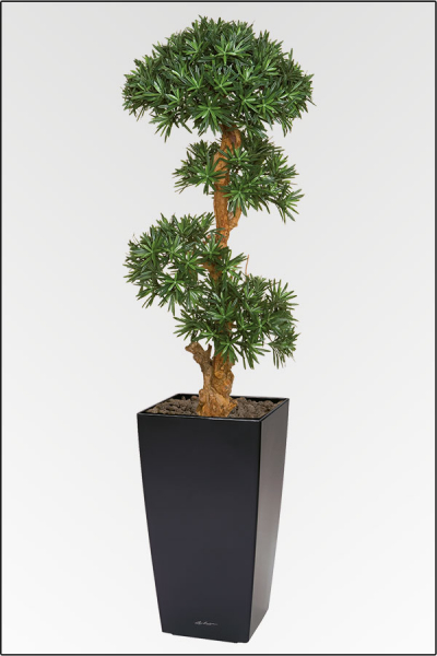 Cubi-Podocarpus Pflanzgesteck ca.190 cm, in verschiedenen Topffarben lieferbar.