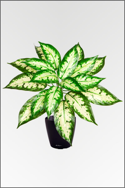 Dieffenbachia, künstliche Zimmerpflanze ca. 30 cm