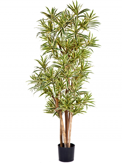 Dracena Reflexa mit Naturstamm, ca.120 cm in verschiedenen Farben