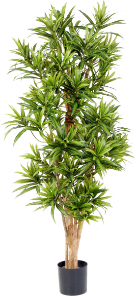 Dracena Reflexa mit Naturstamm, ca.120 cm in verschiedenen Farben