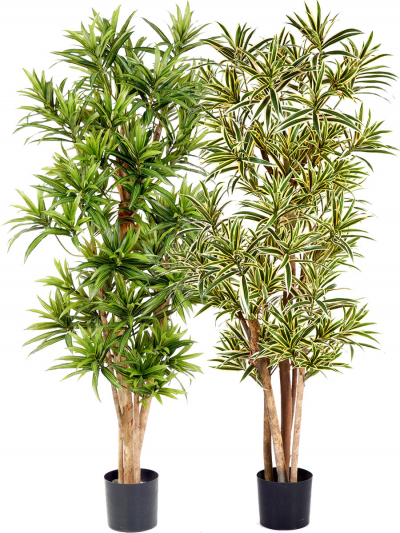 Dracena Reflexa mit Naturstamm, ca.180 cm in verschiedenen Farben