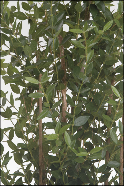Eucalyptus Baum Naturstamm; ca.150 cm.
