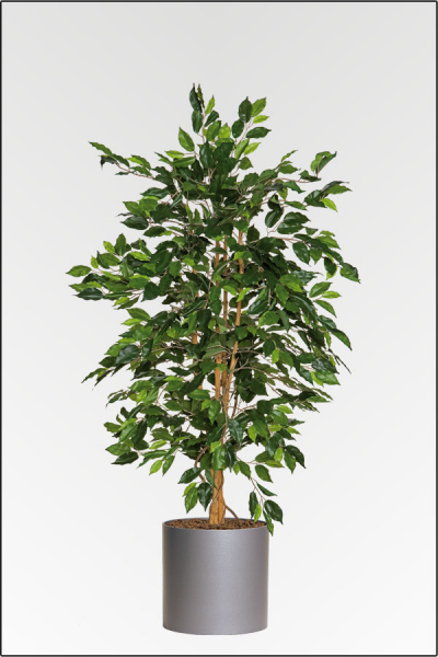 Ficus Benjamin mit Pflanzgefaess in verschiedenen Groessen
