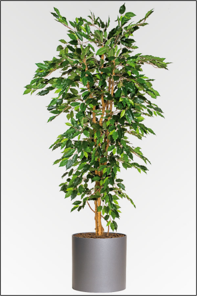 Ficus Benjamin kuenstlichmit 3 fachen Naturstamm ca. 210 cm