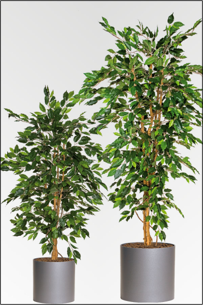 Ficus Benjamin kuenstlich mit 3 fachen Naturstamm ca. 250 cm