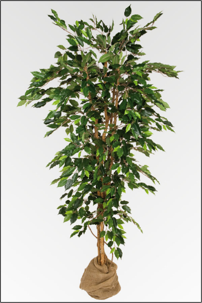 Ficus Benjamin kuenstlich, mit 3 fachen Naturstamm ca. 120 cm