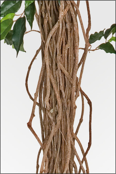 Ficus Benjamin kuenstlich 120 cm mit Naturlianenstamm.