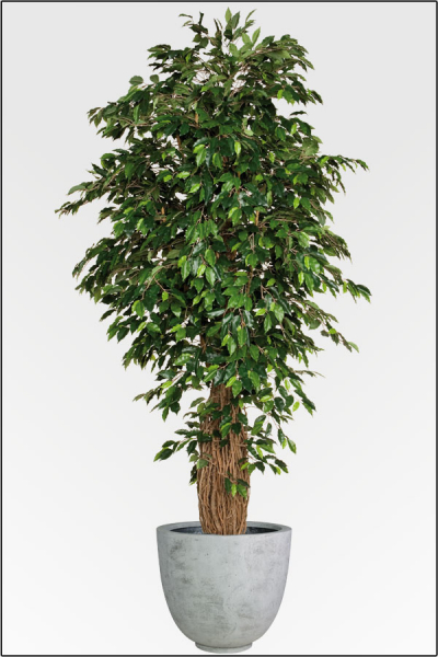 Ficus Benjamin Tropical mit Naturlianenstamm 210 cm