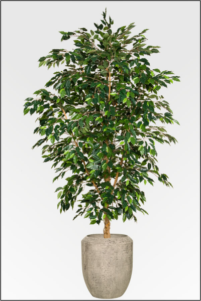 Ficus Benjamin Deluxe ca.210 cm, Natur Monostamm.