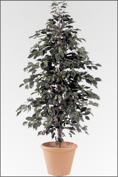 Ficus Benjamin gruen; mit Naturstamm; ca.150 cm.Permanent schwerentflammbar.