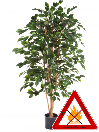 Ficus Benjamin künstlich ca.150 cm. permanent schwerentflammbar.