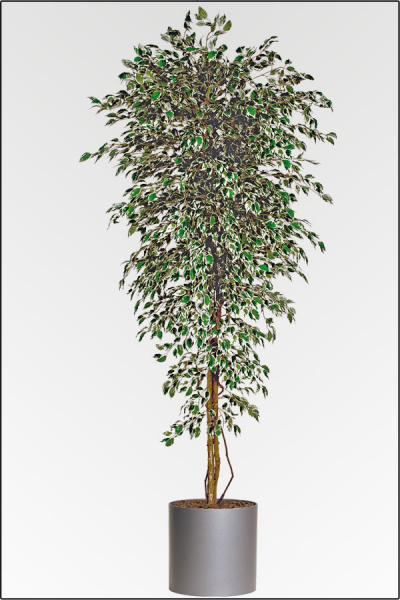Mini Ficus Japonica